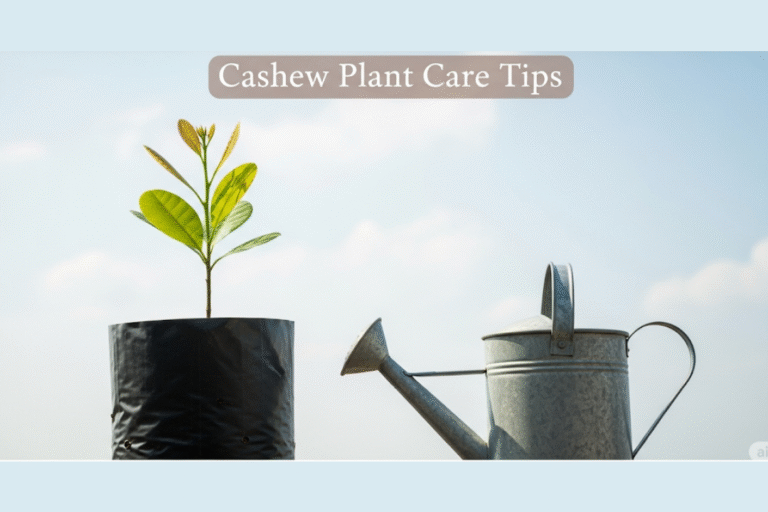 Cashew Plant Care: Tips to Grow Healthy Cashew Trees from Nursery