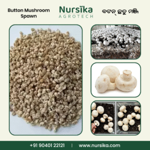 Button Mushroom Spawn (1kg)