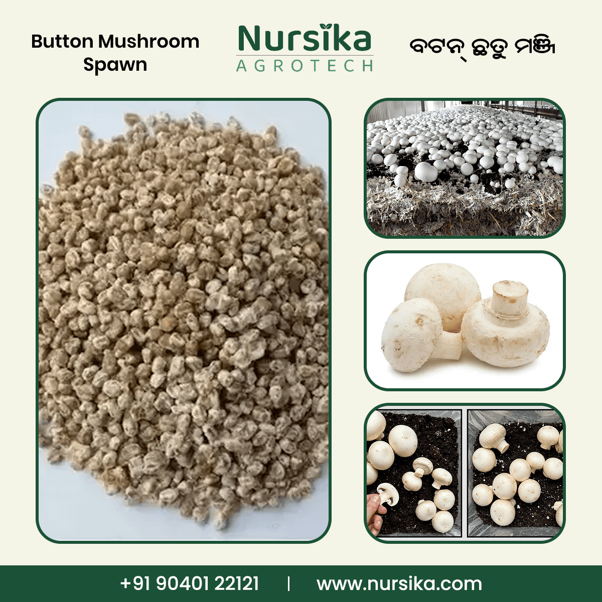 Button Mushroom Spawn (1kg)