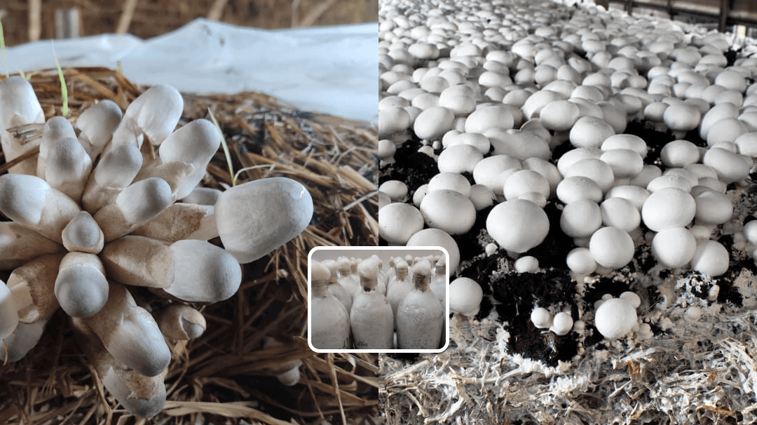 Quality Mushroom Spawn in Odisha