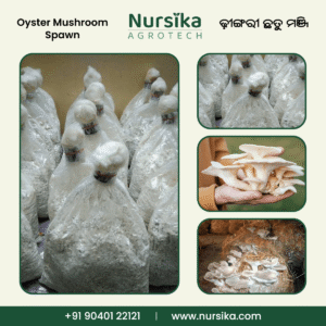 Oyster Mushroom Spawn - ଧିଙ୍ଗିରି ଛତୁ ମଞ୍ଜି (10kg)