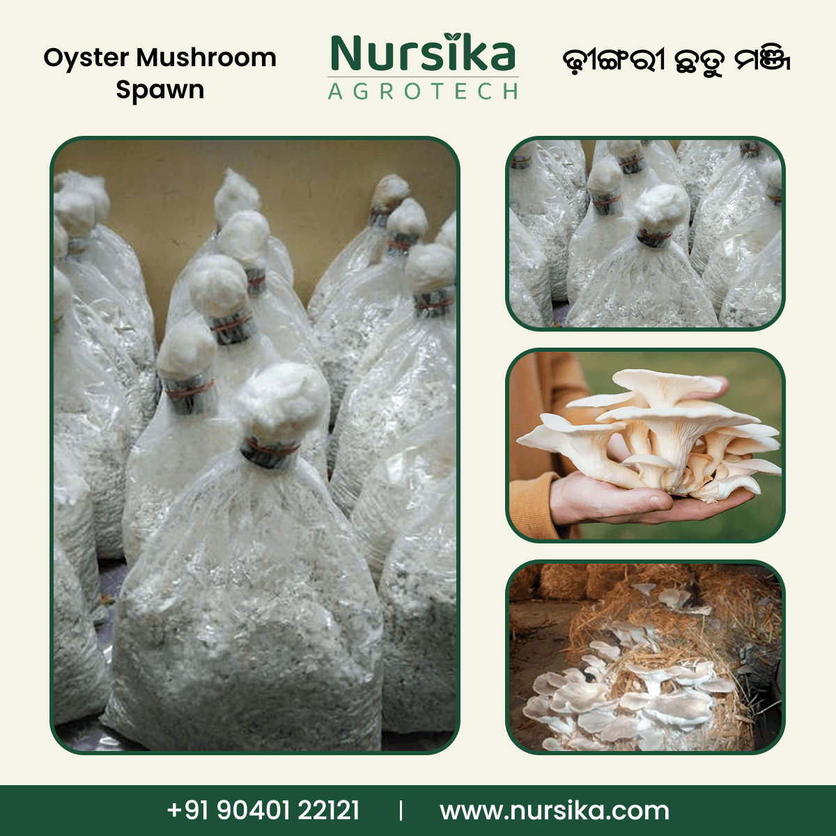 Oyster Mushroom Spawn - ଧିଙ୍ଗିରି ଛତୁ ମଞ୍ଜି (10kg)