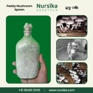 Paddy Mushroom Spawn - ପାଳ ଛତୁ ମଞ୍ଜି (10kg)